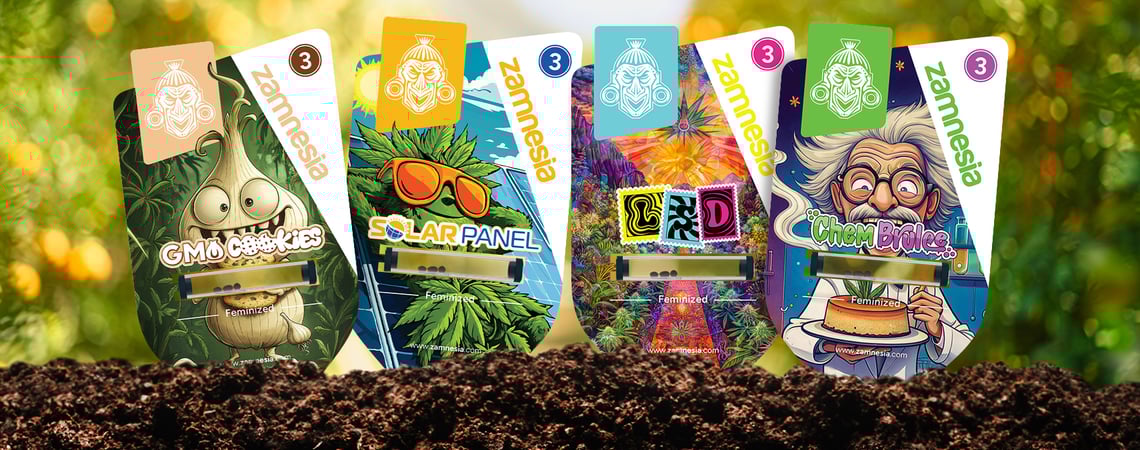 Welkom in Sector Z: een mysterieuze cannabisvondst