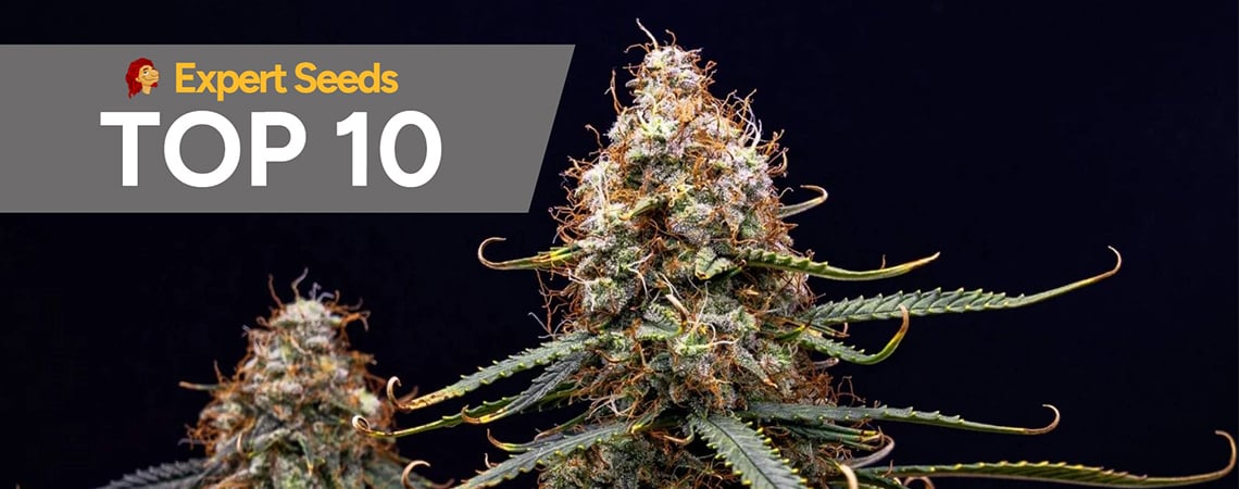 Top 10 Expert Seeds-strains voor smaak, effect en betrouwbare kweek