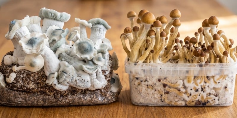 Magic Mushroom Growkits vs. Ready-2-Grow Bags