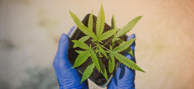 Je Eerste Cannabis Plant Kweken In 10 Stappen