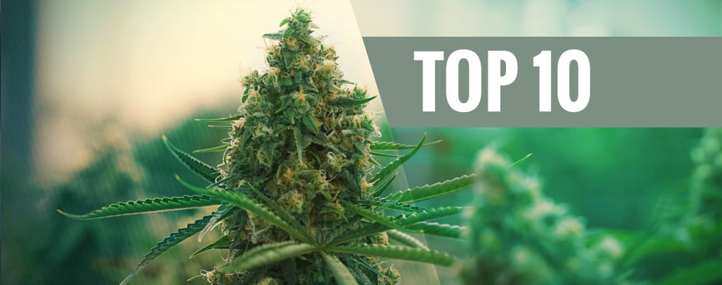 De Top 10 Beste Cannabissoorten