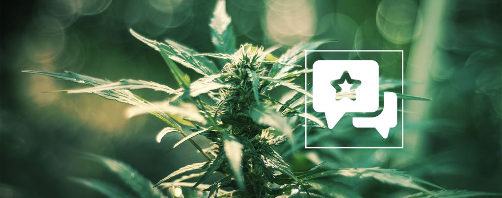 White Russian: Cannabis Strain Review & Informatie