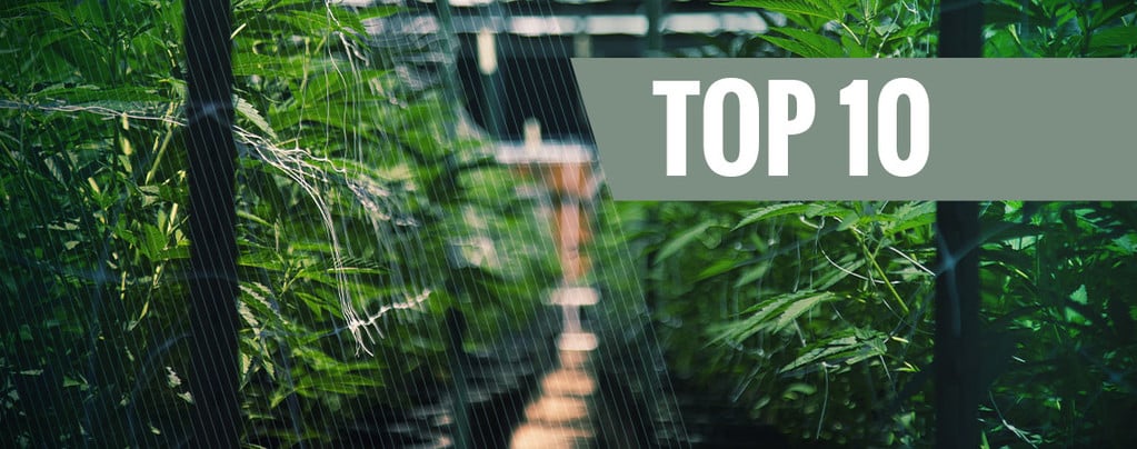 Top 10 Autoflowering Cannabis Soorten Voor Buiten