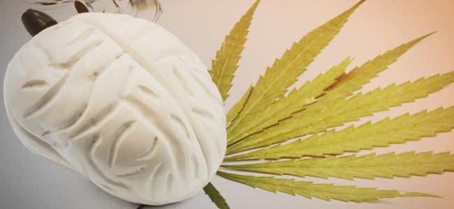 Wat Cannabis Met Je Hersenen Doet 