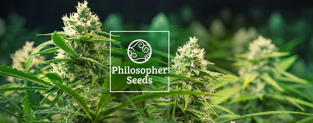 Automatische Cannabiszaadjes Philosopher Seeds