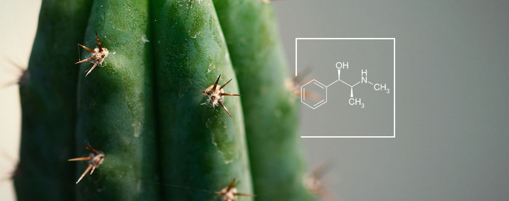 Hoe Verhoog Je Het Alkaloïde Niveau In Mescaline Cactussen?