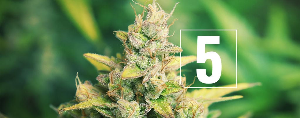 5 Mythen Over Cannabis Kweken Onderuitgehaald