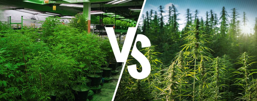Binnenteelt vs. Buitenteelt Cannabis