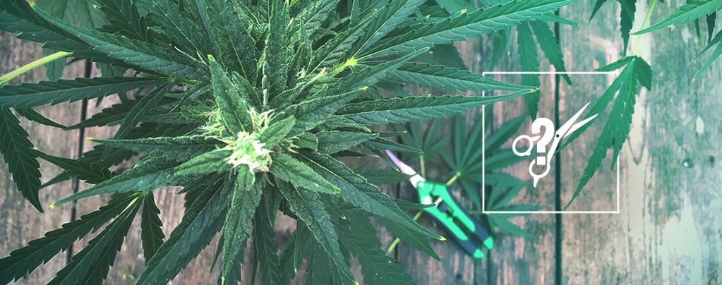Het Snoeien Van Cannabisplanten