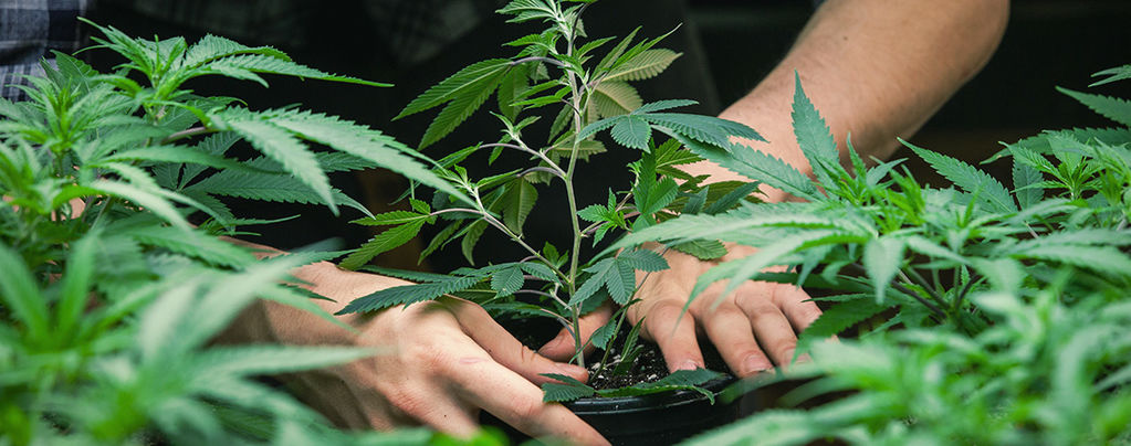 Jorge Cervantes: Vader Van De Cannabis Grow Guide