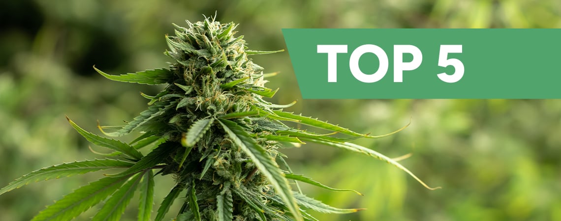 Top 5 CBD-rijke wietsoorten