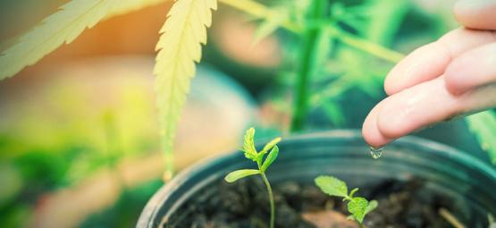 Wat Is Het Beste Water Voor Cannabis Planten? 