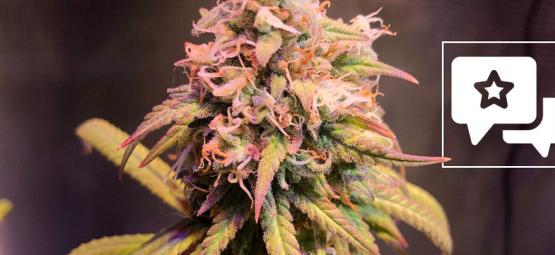 Strain Review: Shining Silver Haze van Royal Queen Seeds