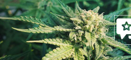 Blueberry: Cannabis Strain Review & Informatie
