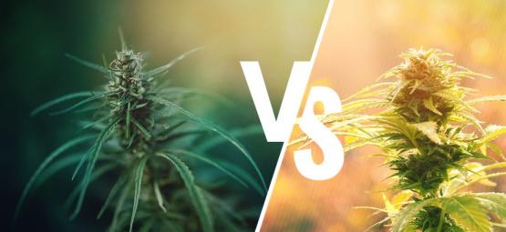 Wat Is Het Verschil Tussen Cannabis En Hennep?