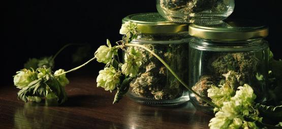 De Verrassende Connectie Tussen Cannabis En Hop 