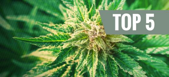 Top 5 Cannabis Ruderalis Strains