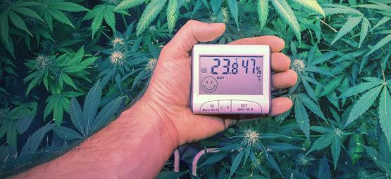 De Ultieme Temperaturen Voor Het Kweken Van Cannabis 