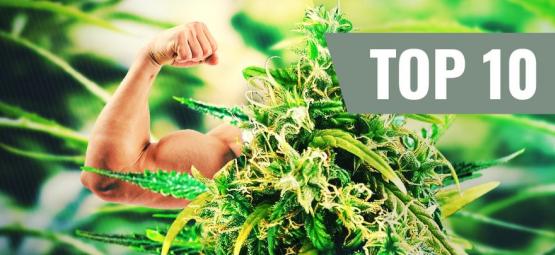 Top 10 Sterkste En Meest Potentiële Cannabis Soorten