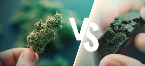 Het Verschil Tussen Cannabis En Hasj