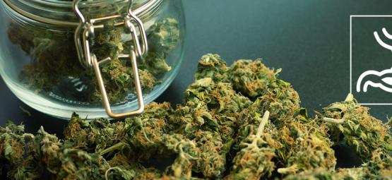 Hoe cannabis de spijsvertering beïnvloedt: voor- en nadelen