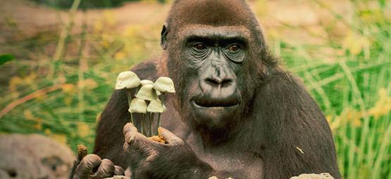 De Stoned Ape-Theorie Van De Menselijke Evolutie