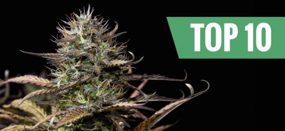 Top 10 Autoflowering Cannabis Soorten