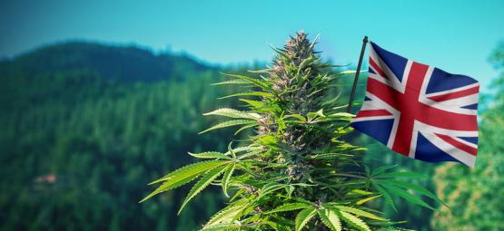 De Beste Outdoor Cannabis Strains Voor Het Verenigd Koninkrijk