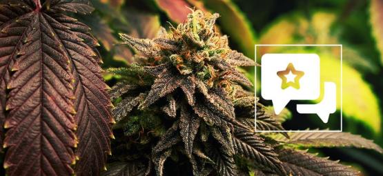 Blue Widow: Cannabis Strain Review & Informatie