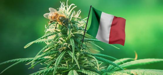 De Beste Outdoor Cannabissoorten Om Te Kweken In Italië