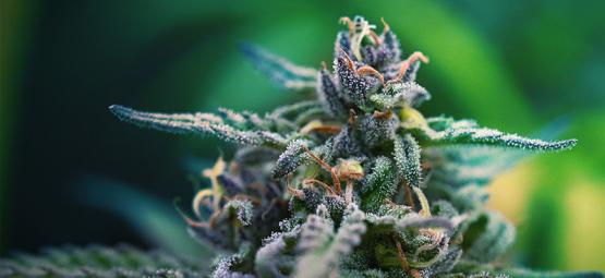 De Beste CBD- En THC-Rijke Cannabis Strains Voor Pijnstilling
