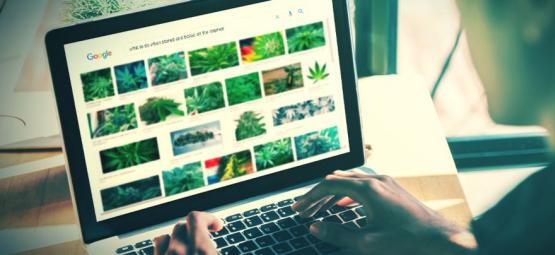 De Beste Websites Voor Stoners [2025 Update]