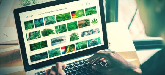 De Beste Websites Voor Stoners [2024 Update]