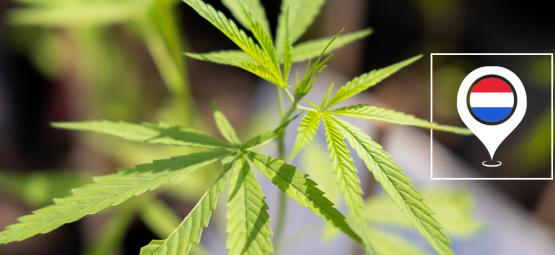 De beste outdoor strains om in Nederland te kweken