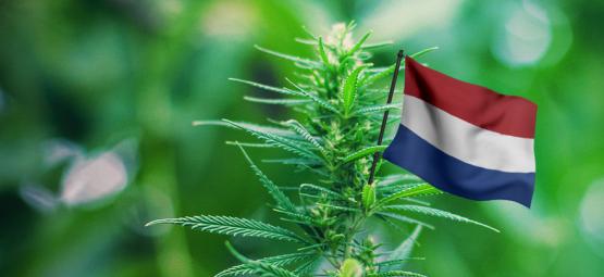 De Beste Cannabisplanten Om Buiten Te Kweken In Nederland 