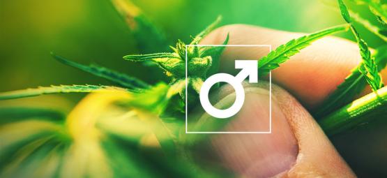 Wat Te Doen Met De Mannelijke Cannabis Plant?