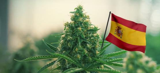 Beste Outdoor Cannabis Strains Om In Spanje Te Kweken