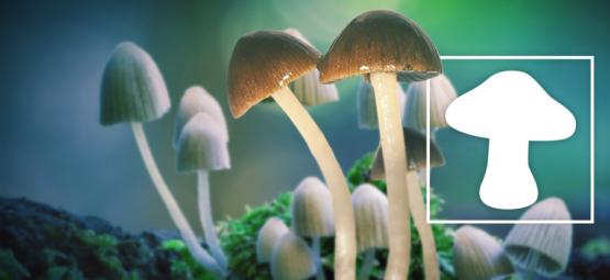 Magic Mushrooms Zijn De Veiligste Drugs