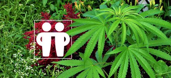 Gezelschapsplanten Voor Het Voeden & Beschermen Van Je Cannabis