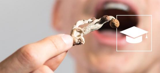 Magic Mushrooms Gebruiken Om Te Studeren: Helpt Het?