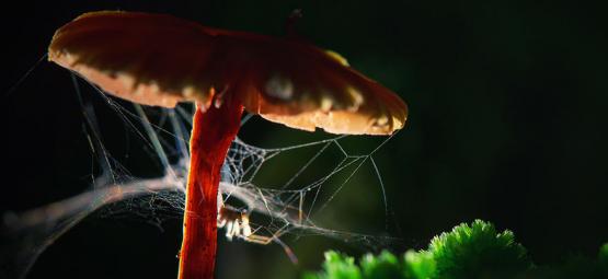 Spinnen Onder Invloed: Welke Effecten Hebben Drugs Op Dieren En Insecten?