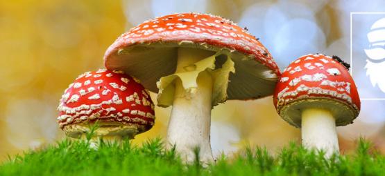 Het Verband Tussen Magic Mushrooms En Kerstmis