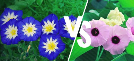 Morning Glory Vs. Hawaiian Baby Woodrose: Wat Is Het Verschil? 