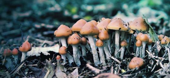 Wat Is Psilocybe Azurescens En Hoe Kweek Je Deze Paddo's?