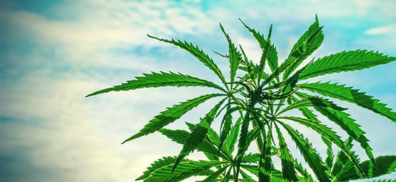 De Beste Cannabis Zaden Om Te Kweken In Een Warm Klimaat