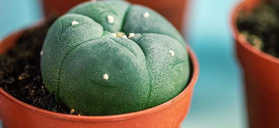 Lophophora Decipiens: Een Sneller Groeiende Peyote