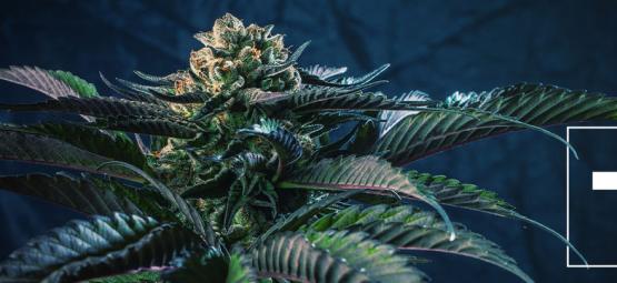 7 Cannabis Soorten Voor De 7 Hoofdzonden