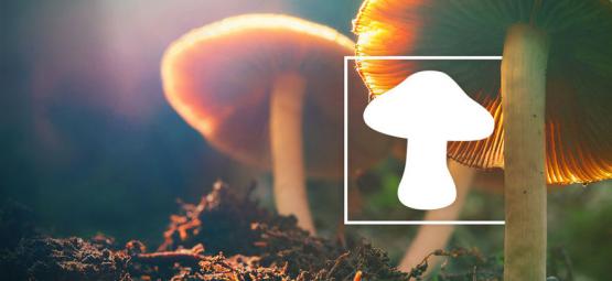 Hoe Je Verschillende Soorten Magic Mushrooms Identificeert