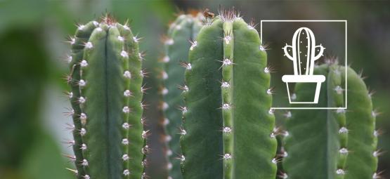 Hoe kweek en verzorg je een San Pedro-cactus?