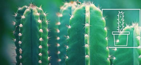 Het Kweken En Verzorgen Van De San Pedro Cactus